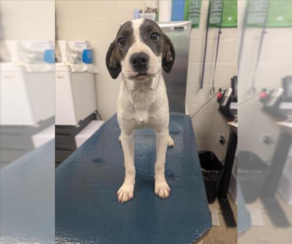 Medium Photo #1 Beagle-Unknown Mix Puppy For Sale in Mobile, AL, USA