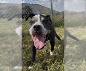 FESTUS - Male Bulloxer Dog for Adoption - Photo #3