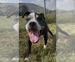 Small Photo #3 Bulloxer Puppy For Sale in Rosenberg, TX, USA