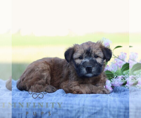 Medium Photo #1 Soft Coated Wheaten Terrier Puppy For Sale in LITITZ, PA, USA