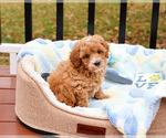 Small #9 Cavapoo (Miniature)