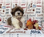 Small #5 Shih-Poo