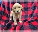 Small #4 Goldendoodle (Miniature)