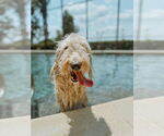 Small #8 Goldendoodle