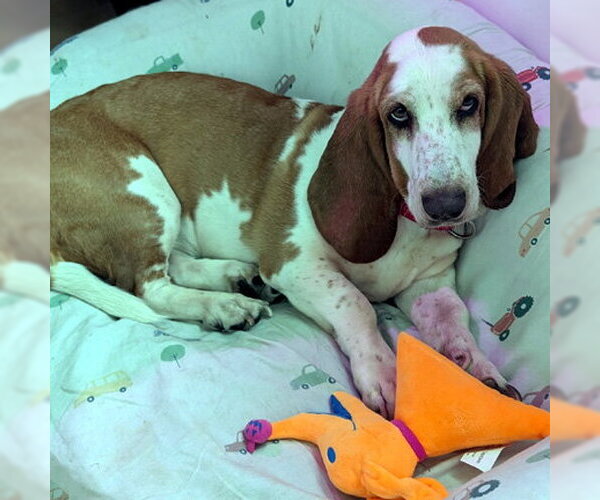 Medium Photo #3 Basset Hound Puppy For Sale in Deepwater, NJ, USA