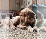 Small Photo #3 Cock-A-Poo-Goldendoodle Mix Puppy For Sale in CONCORD TWP, OH, USA
