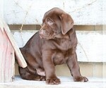 Small Photo #7 Labrador Retriever Puppy For Sale in FREDERICKSBG, OH, USA
