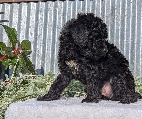 Medium Photo #6 Poodle (Toy) Puppy For Sale in GOSHEN, IN, USA
