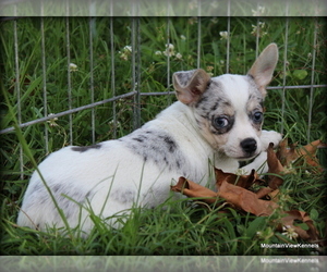 Chihuahua Puppy for sale in WISTER, OK, USA