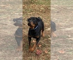 King Rottweiler - Male Rottweiler Puppy for Sale - Photo #4