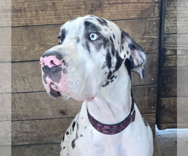 Medium Photo #1 Great Dane Puppy For Sale in Palm Beach, FL, USA