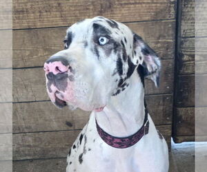 Great Dane Dogs for adoption in Palm Beach, FL, USA