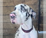 Small Great Dane