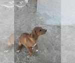 Small Photo #63 Rhodesian Ridgeback Puppy For Sale in MORONGO VALLEY, CA, USA