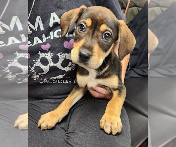 Medium Photo #1 Rottweiler Puppy For Sale in Walnutport, PA, USA