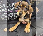 Duncan - Male Rottweiler Dog for Adoption - Small photo