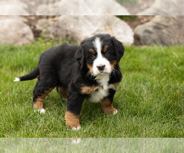 Medium Photo #1 Bernese Mountain Dog Puppy For Sale in MILLERSBURG, IN, USA