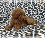 Small Photo #8 Poodle (Toy) Puppy For Sale in LAKELAND, FL, USA