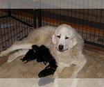 Small Photo #1 Great Pyrenees-Newfoundland Mix Puppy For Sale in BERESFORD, SD, USA