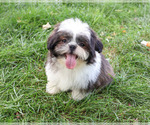 Abel - Male Shih Tzu Puppy for Sale - Photo #5