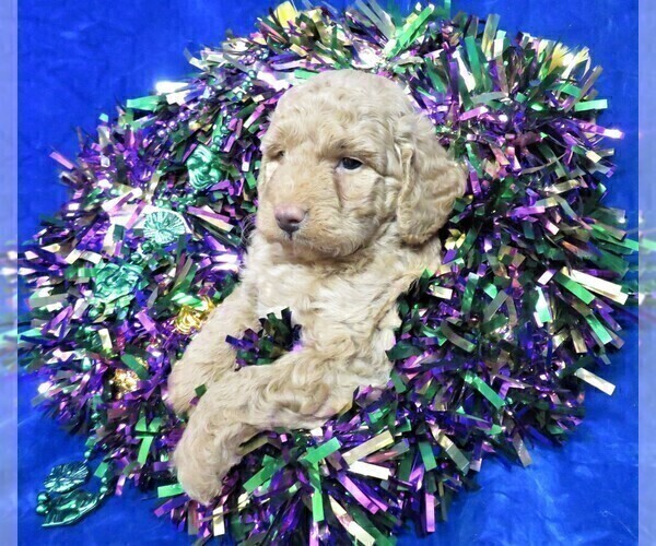 Medium Photo #4 Goldendoodle (Miniature) Puppy For Sale in GROVESPRING, MO, USA