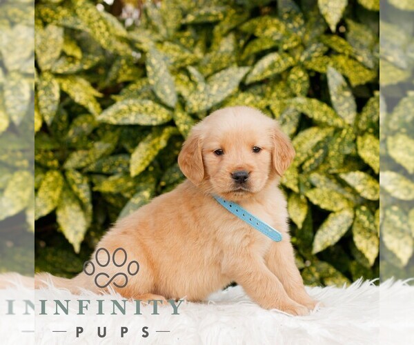 Medium Photo #3 Golden Retriever Puppy For Sale in NEW HOLLAND, PA, USA