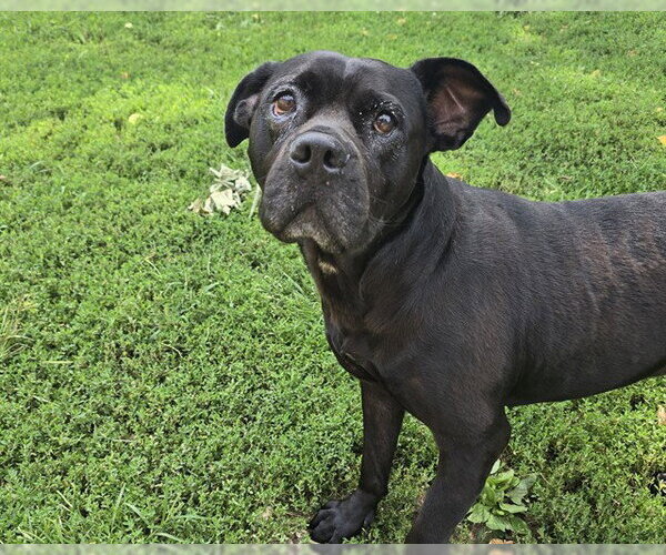 Medium Photo #2 Mutt Puppy For Sale in Olathe, KS, USA