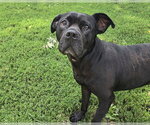 Small #1 Mutt