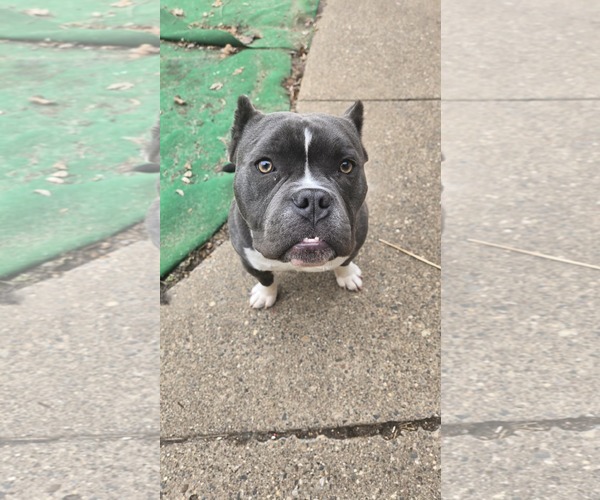 Medium Photo #1 Bulldog-Unknown Mix Puppy For Sale in St. Louis Park, MN, USA