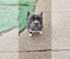 Bulldog-Unknown Mix Dogs for adoption in St. Louis Park, MN, USA