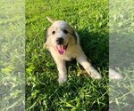 Small Photo #4 Great Pyrenees Puppy For Sale in HOSCHTON, GA, USA