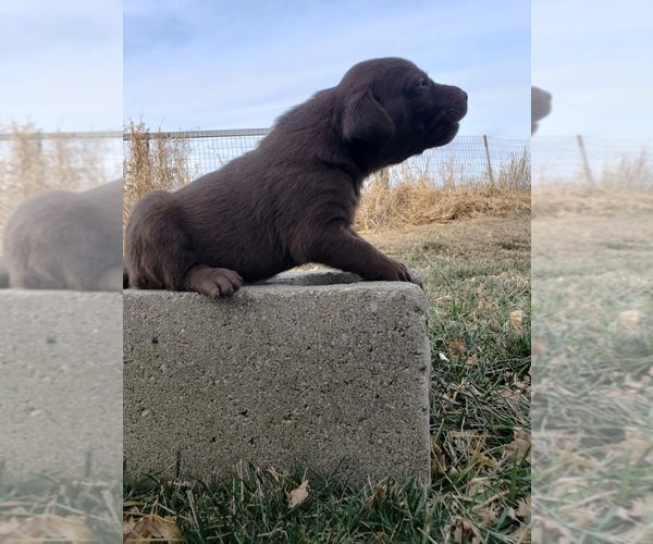 Medium Photo #6 Labrador Retriever Puppy For Sale in MORRILL, KS, USA