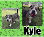 Small #1 American Pit Bull Terrier Mix