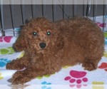 Small Photo #2 Poodle (Miniature) Puppy For Sale in ORO VALLEY, AZ, USA