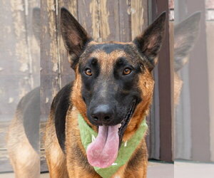 Xander - Adopt Me! - Male German Shepherd Dog-Unknown Mix Dog for Adoption - Photo #5