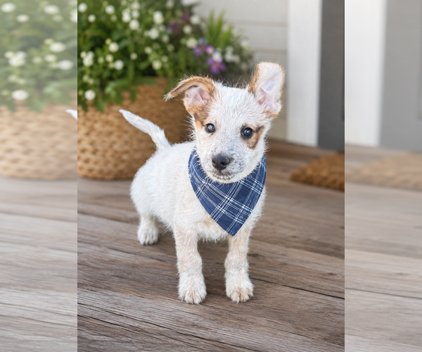 Medium Photo #4 Mutt Puppy For Sale in Phoenix, AZ, USA