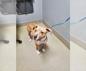 Mutt Dogs for adoption in Las Vegas, NV, USA