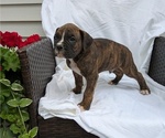 Small Photo #12 Boxer Puppy For Sale in GOSHEN, IN, USA
