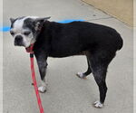 Small #2 Boston Terrier