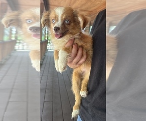 Australian Shepherd Puppy for sale in ORLANDO, FL, USA