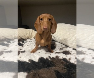 Mother of the Dachshund puppies born on 07/09/2025