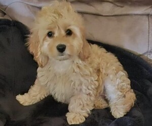 Cockapoo (Toy) Puppy for sale in PALM COAST, FL, USA