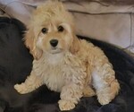 Image preview for Ad Listing. Nickname: Cockapoo Male