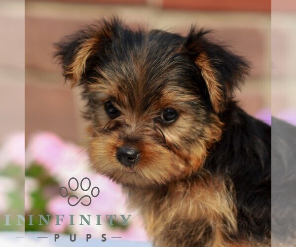 Medium Photo #4 Yorkshire Terrier Puppy For Sale in REINHOLDS, PA, USA