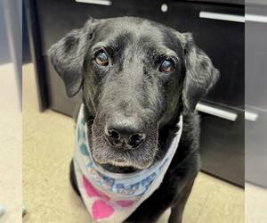 Labrador Retriever Dogs for adoption in Olathe, KS, USA