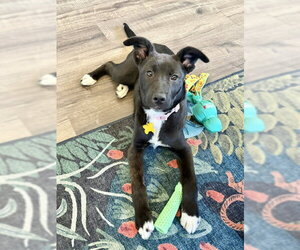 Labrador Retriever-Unknown Mix Dogs for adoption in Sandy, UT, USA