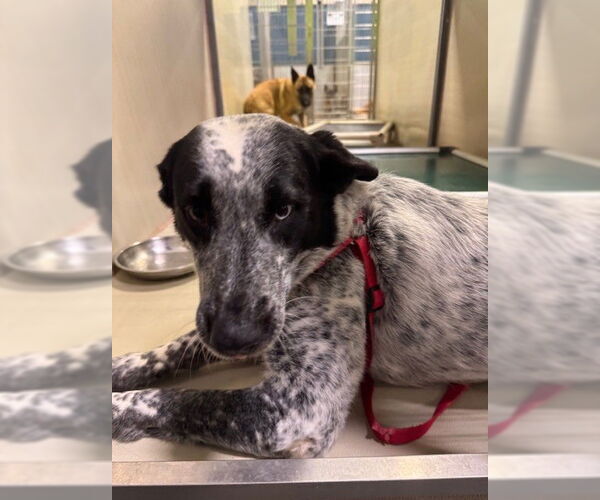 Medium Photo #1 Mutt Puppy For Sale in Bakersfield, CA, USA