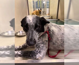 Mutt Dogs for adoption in Bakersfield, CA, USA