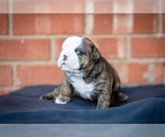 Puppy Flaca English Bulldog