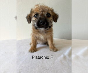 Chihuahua-Unknown Mix Dogs for adoption in Studio City, CA, USA